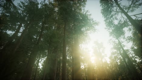 Redwood-Forest-Foggy-Sunset-Scenery